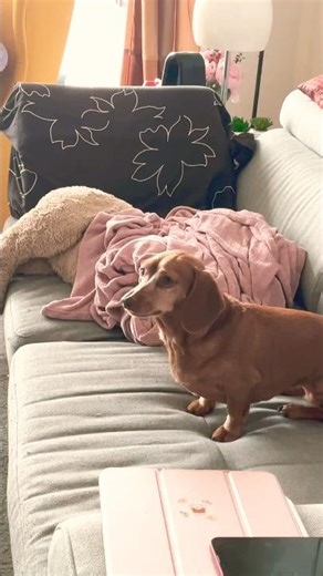 This dog can answer back! | Sisters #dachshund #cute #walkandrelaxwithtiffy #singing