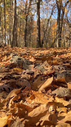 Reflective Writing Walk - Hobbs Woods - Fond du Lac, WI #naturevideos #poetryisalive | Homemade Author