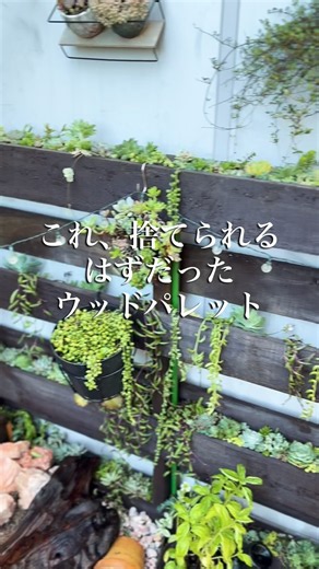 【多肉DIY】古いウッドパレットを多肉の居場所に🌿初心者でも作れる簡単リメイ #多肉植物 #ガーデニング #庭作業