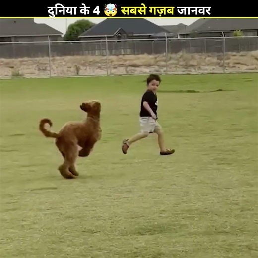 जानवरों के कारनामे 😱 देखकर चौंक जाओगे #shorts