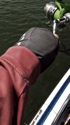 The Dropshot is one of my favorite ways to catch bass! #BASSMAS #bassfishing #fishing #fishtok