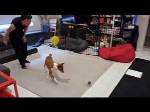 Basenjis and fetch - what's the fuzz and how to train