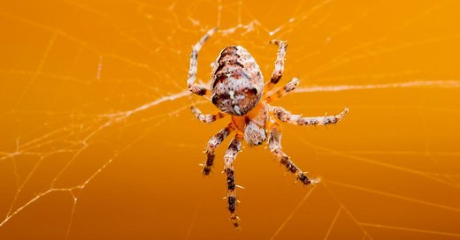 139 of the Best Pet Spider Names - Bee Named