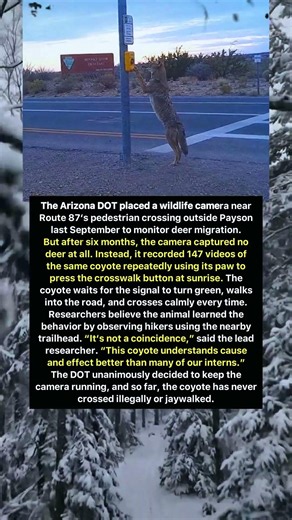 This Coyote Knows How to Cross Safely