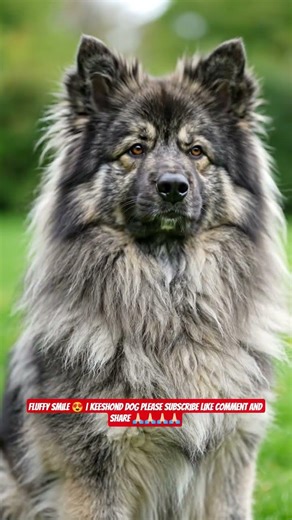 Cloud Jaisa Fluffy Dog 😍 | Keeshond Breed Ka Complete Guide #shorts #ashishsaxena