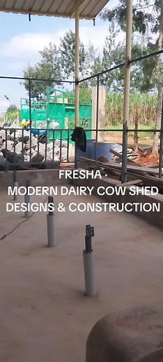Modern Dairy Cow Shed Designs & Construction