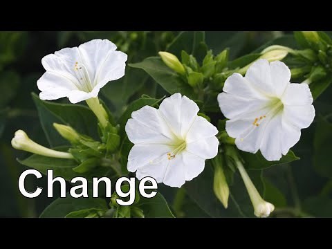 Accepting Change Guided Meditation