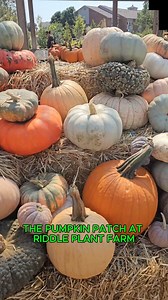 129 reactions · 15 shares | Take a tour of the pumpkin patch at our Sand Springs farm! We have pumpkins of all shapes and sizes available at both locations, as well as mums, pansies and more fall decor! | Riddle Plant Farm | Facebook