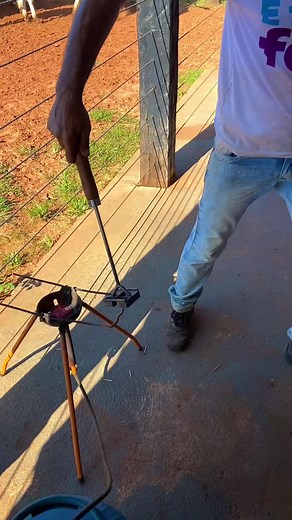 Branding Cattle: A Step-by-Step Guide