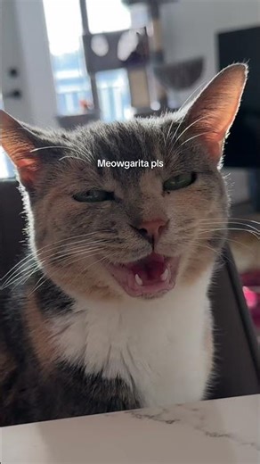 How did she get past security is my question #cats #viral #strawberryandbean #viral