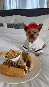 Is your dog spoiled? Because Emily’s not 😉 She’s just a hardworking girl living her best first-class life—Philly cheesesteak, and all. 🏨: @loewsphiladelphia 🌍 With 70 countries (and counting) and flown 700,000 miles under her paw, she may just be the most well-traveled dog in the world. And the best part of this plan is… nobody can stop her. 💅🐾 #MostTraveledDog #FirstClassDog #JetSetYorkie #ServiceDogStyle #EmilyTheYorkie #DogTravelGoals #TravelDogLife #DivaDogEnergy #TinyDogBigLife #Philly