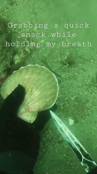 Snacking underwater #spearfishing #fishing #scallops