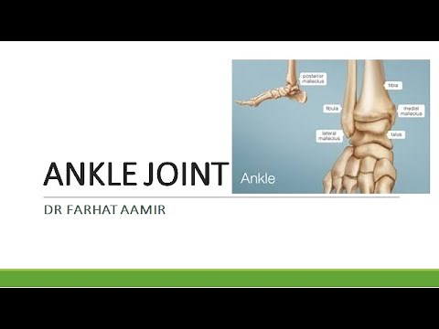 Ankle Joint Anatomy