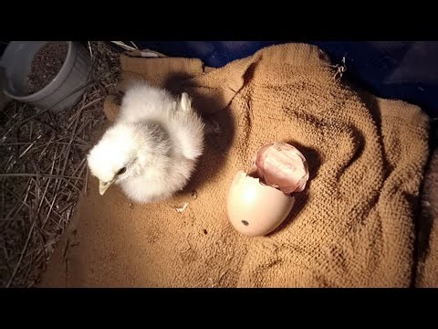 Baby Chick Hatching – A Rare Moment Caught on Camera