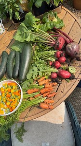 80K views · 26K reactions | Still terrified of that radish 﫜 #gardenharvest #gardening #harvesting #backyardgarden #urbangarden #gardeninginspiration #gardeningtips | Meagan Lloyd | Facebook