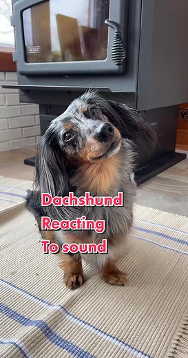 🎾 Dachshund loving ball sounds 😍🥲 #dachshund #dogsoundreaction #soundsreactions #dogsoftiktok #dogsvideo #dogslove #wienerdog #wienerdogs