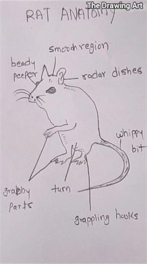How to draw a Rat Anotomy ! step by step #easydrawing