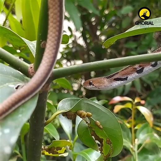 Common Trinket Snake – পাতি দুধরাজ সাপ: বাংলাদেশে সহজেই দেখা মেলে যাদের বাংলাদেশের গ্রাম থেকে শুরু করে শহরতলি—প্রকৃতির কোলে ছড়িয়ে-ছিটিয়ে আছে বহু নিরীহ, সুন্দর ও উপকারী সাপ। এরমধ্যে অন্যতম হলো পাতি দুধরাজ সাপ, যার ইংরেজি নাম Common Trinket Snake এবং বৈজ্ঞানিক নাম Coelognathus helenus। এই সাপটি আমাদের চারপাশে প্রায়ই দেখা যায়, অথচ অনেকেই এটিকে ভুল করে ভয় পায় বা বিষধর মনে করে। তাই আজ চলুন এই সাপটিকে একটু ভালো করে চিনি। #CommonTrinketSnake #CoelognathusHelenus #পাতিদুধরাজ | Ghorial Bangla