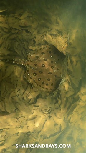 Freshwater Stingray swimming through the Amazon Rainforest