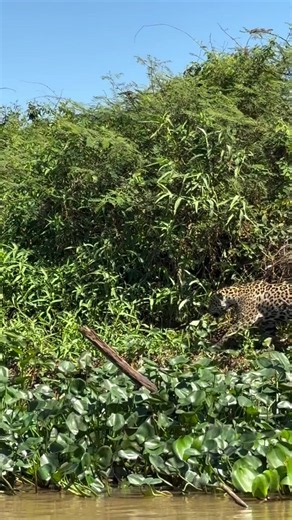 🐆🐆🐆