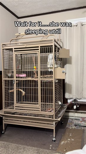 Cockatoo's Bedtime Routine: Not Ready for Sleep Yet