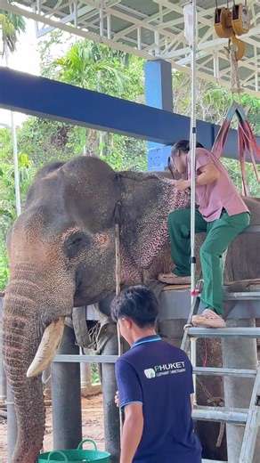 #หมอโบว์ #รักษาช้างฟรี #หมอตัวเล็กกับคนไข้ตัวใหญ่ #ดราก้อนบลัดแดง #ครีมซองเซเว่น