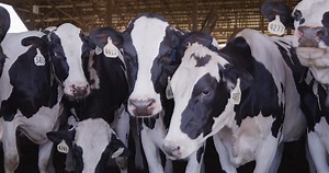 104 reactions · 14 shares | Dairy farming is more than a job, it is a lifestyle. It’s a multi-generation, 24 hours, 7 days a week, kind of lifestyle. It’s hosting community events on the farm, it’s donating milk to the local food bank, it’s bringing economic stimulation to our rural community, kind of lifestyle. And we wouldn’t have it any other way. #seedairydifferently #realmilkstartshere | The Dairy Alliance | Facebook