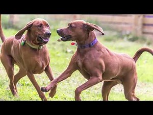 Redbone Coonhound Dog, Redbone Coonhound as a Pet, How to Take Care of a Redbone Coonhound