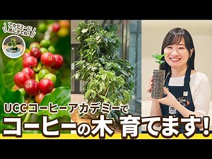 [Important Announcement] We will be cultivating coffee trees at the UCC Coffee Academy! [Complete...