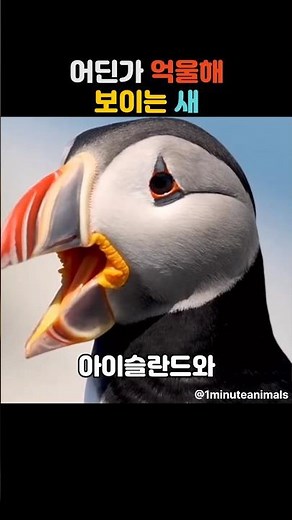 어딘가 억울해 보이는 새 #퍼핀 #코뿔바다오리