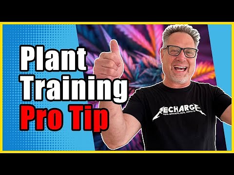 Pro Cannabis Grower's Guide to Defoliation and Schwazzing