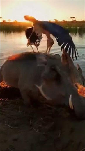 Warthog Scrambles as Stork Swallows Fish! 🦃