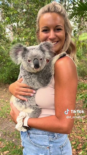 Koala Experience at Steve Irwin Zoo: Meet Ivy! 🐨🇦🇺