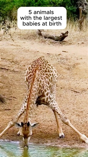 5 Animals With the Biggest Babies Ever Born 😱