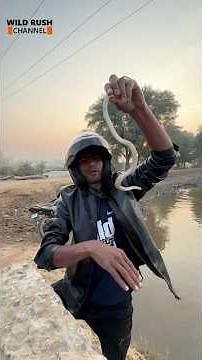 Water Snake Facts, Habitat & Behavior