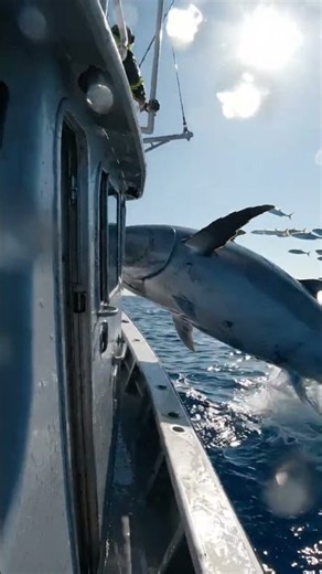🐟 Giant Bluefin Tuna — The Speed King of the Ocean! 🌊