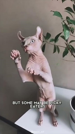 Sphynx 🐱 One Of The Most Expensive Cats In The World #shorts #sphynx #cat