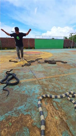 Dancing Among Snakes on a Colorful Court 🐍 This Guy’s Fearless Moves Are Viral Gold! #SnakeChallenge