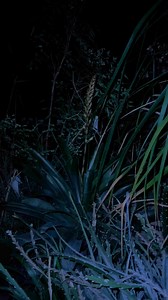 7.3K views · 199 reactions | Its National Frog ID Week 2024 and this...