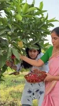 Red water apples harvesting