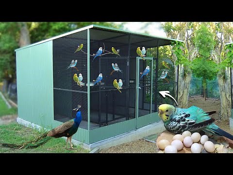 Amazing Parakeet Aviary Breeding - Our parakeets have laid eggs, Guide to Breeding Parakeets!