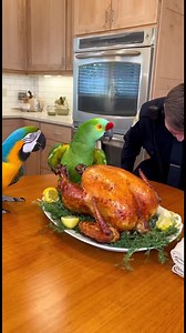 Parrot Protects Uncle Taco! #ParrotTalking #FunnyParrot #UncleTaco #TalkingBirds #ViralPets | Talking Parrot