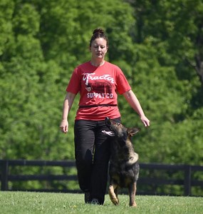 How to Use a Remote Training Collar