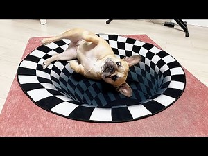 Dogs Vs Indoor Sinkhole |Can Dogs See Optical Illusions?