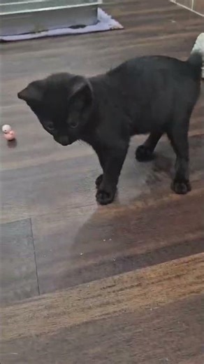 Panther Seed on the Prowl #kitten #manx #blackcat