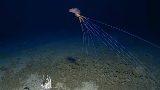 Bigfin Squid: Incredibly Rare Footage Of Alien-Like Squid 3,300 Meters Deep In The Pacific