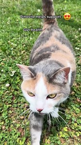 Why have over 1,000,000 pet parents chosen Dinovite? Because it works. Just check the numbers: 🐱 8 feline targeted strains of probiotics 👍 3 vital digestive enzymes ❤️ Omega 3 & Omega 6 fatty acids ✔️ 90 day money back guarantee 👏 Trusted for over 20 years Grab yours now for 40% OFF! 👇 | Dinovite.com