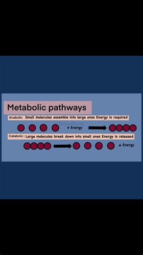 Metabolism is more than just calories! 🍕🔥| Anabolism vs Catabolism: The Metabolic Pathway Map . . . . . . Building up vs. Breaking down! 🏗️💥 Learn how your body manages energy through metabolic pathways . . . . . #metabolism #anabolism #catabolism . . . . . Metabolic pathways, ATP, Cellular respiration, Photosynthesis, Biology basics, Science education