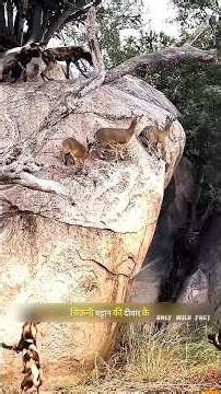 जंगली कुत्तों ने एक हिरन परिवार पर हमला कर दिया | Wild dogs attack deer family | #wildlife | #shorts