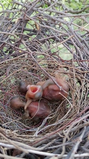 Rufous treepie bird baby lying upside down #shorts